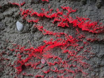 Full frame shot of red wall