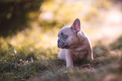 Dog looking away on field