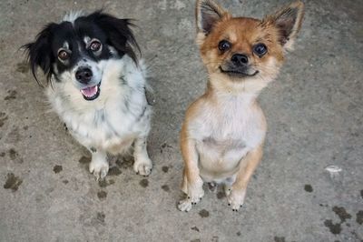 Two dogs are watching something.