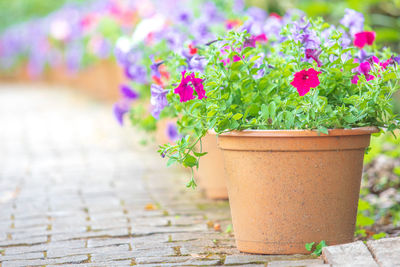 Close-up of potted plant on footpath