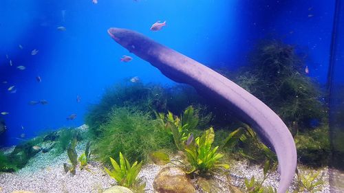 Fish swimming in sea