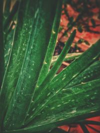 Full frame shot of leaf