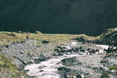 View of sheep on shore