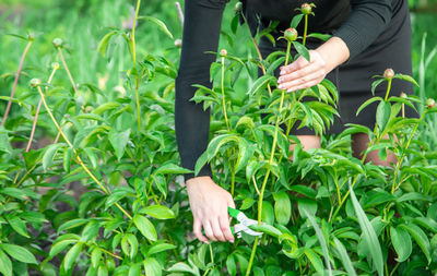 Cropped hand of woman holding plant