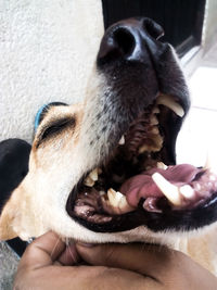 Close-up of dog relaxing at home