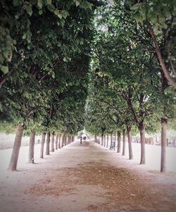 Trees on footpath in park