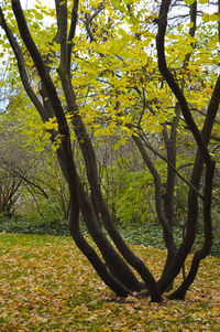 Trees growing in a park