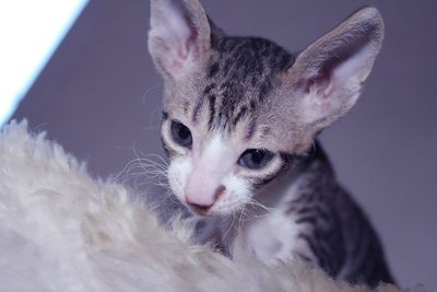 Cornish rex kitten 