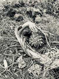 High angle view of dry plants on field