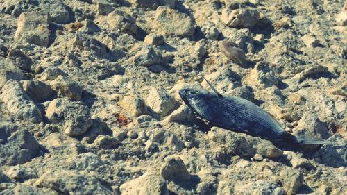 Dead fish on beach