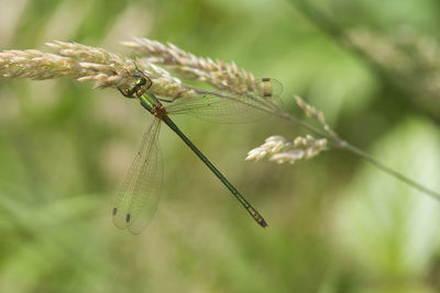 Close-up of insect on plant