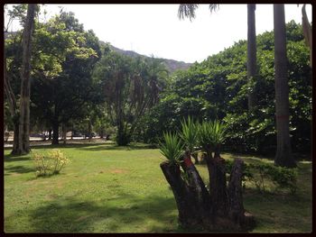 Trees growing on landscape