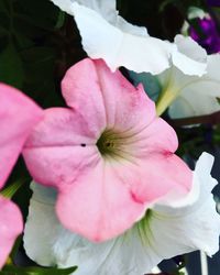 Close-up of pink flower blooming outdoors