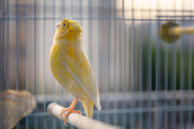 Close-up of yellow bird perching in cage