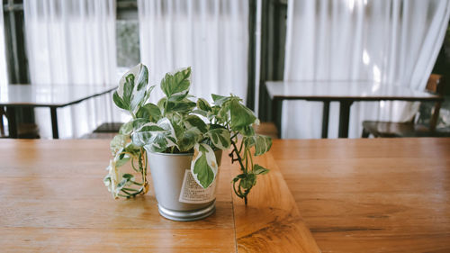 Close-up of potted plant on table at home