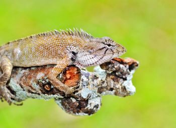 Closed-up of lizard