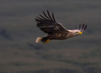 Bird flying in the sky