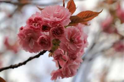 Close-up of pink cherry blossoms