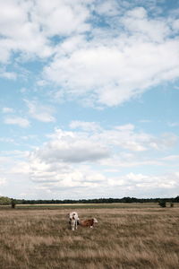 Horses in a field