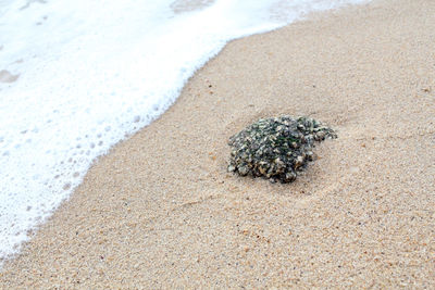 High angle view of starfish on beach