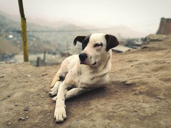 Close-up portrait of dog lying down