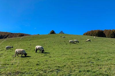 Sheep grazing in a field