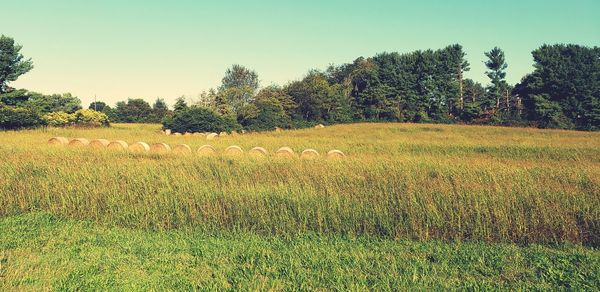 Scenic view of field against sky