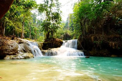 Scenic view of waterfall in forest