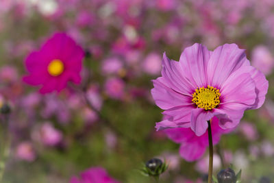 Close-up of pink cosmos flower blooming outdoors