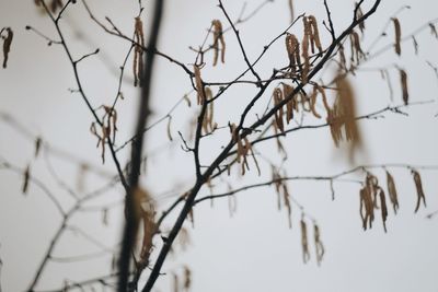 Close-up of branch against blurred background