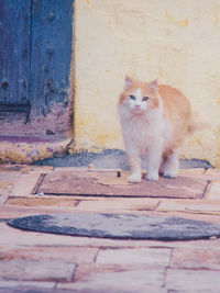 Portrait of cat on wood