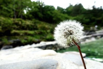 Close-up of dandelion against white flower