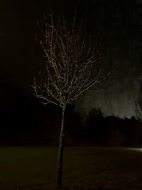 Illuminated tree on field against sky at night