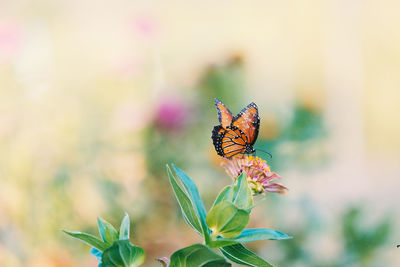 Close-up of butterfly pollinating on flower