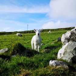 Sheep looking at camera in grassy field against sky