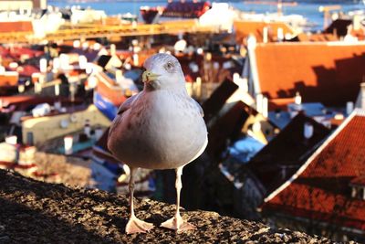 Close-up of seagull perching on retaining wall against town