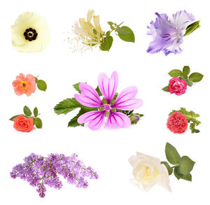 Close-up of pink flowering plant against white background