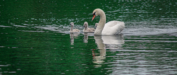 High angle view of large mute swan swans  cygnets swimming in lake with reflection