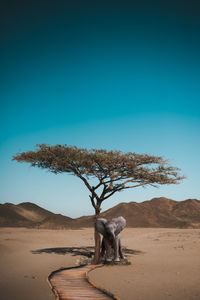 Tree on desert against clear blue sky