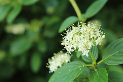 Close-up of white flowering plant