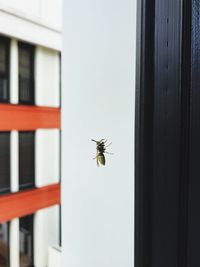 Close-up of insect on glass window