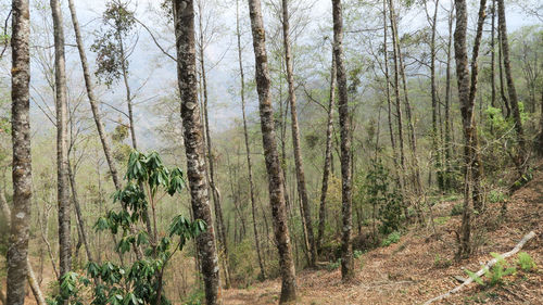 Trees growing in forest