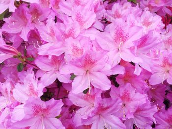 Full frame shot of pink flowers