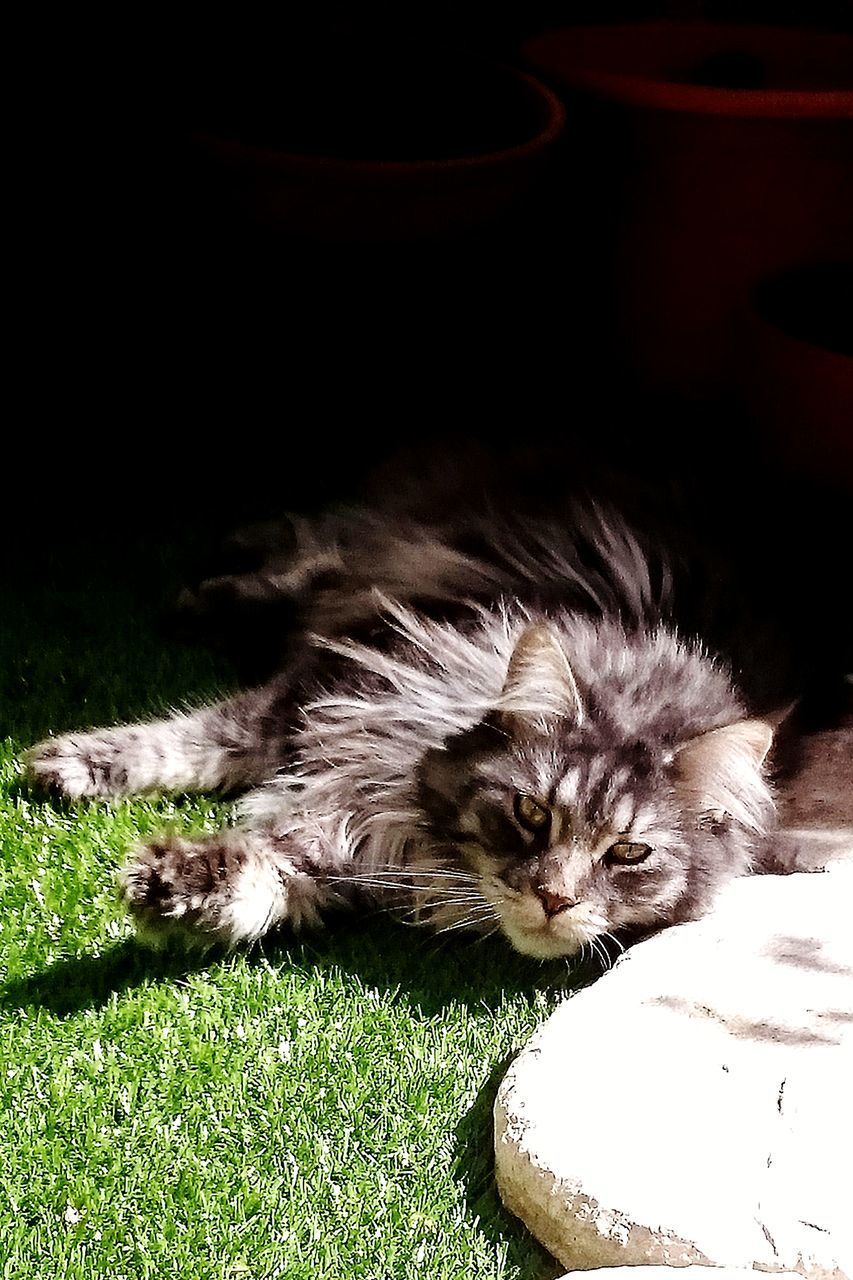 PORTRAIT OF CAT LYING DOWN ON LAND