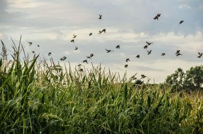 Flock of birds flying over field against sky