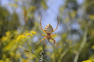 Close-up of spider on web against trees