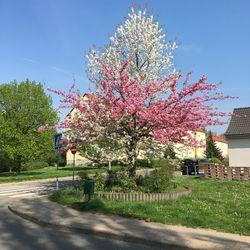 Pink cherry tree by road against sky