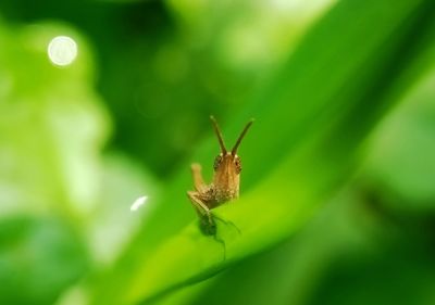 Close-up of insect on leaf