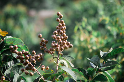 Close-up of berries on plant