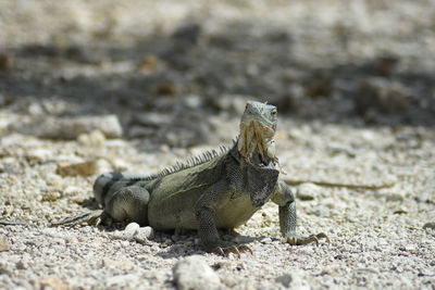 Close-up of a lizard on sand